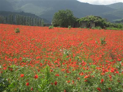 Poppies in June